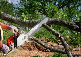 Best Lawn Renovation and Restoration  in Mayville, WI