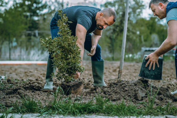Best Lawn Watering Services  in Mayville, WI