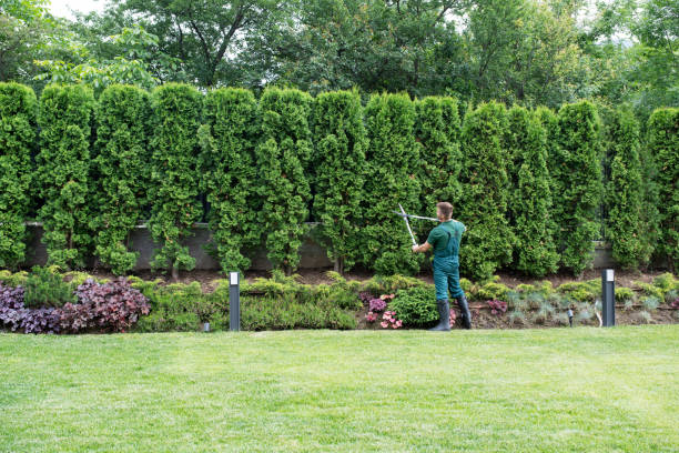 Best Hazardous Tree Removal  in Mayville, WI