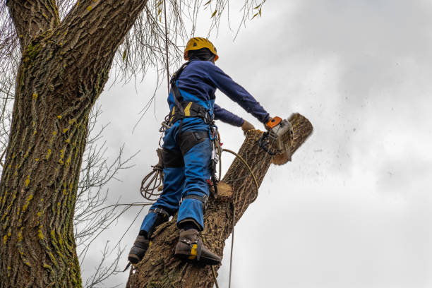 How Our Tree Care Process Works  in  Mayville, WI